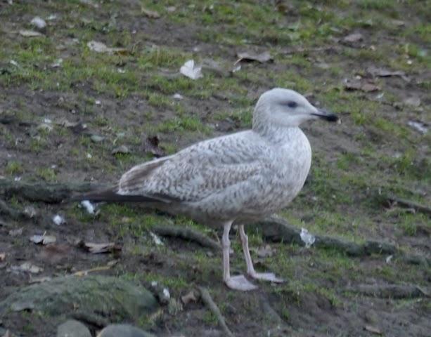 Entrada de gaviotas argénteas: juveniles e inmaduras