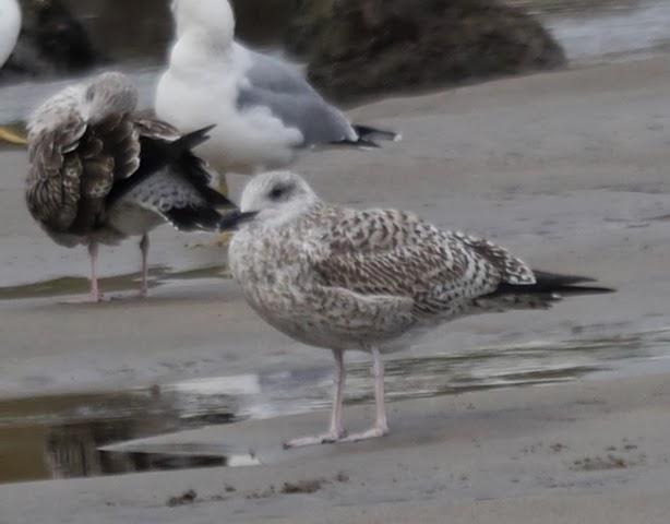 Entrada de gaviotas argénteas: juveniles e inmaduras