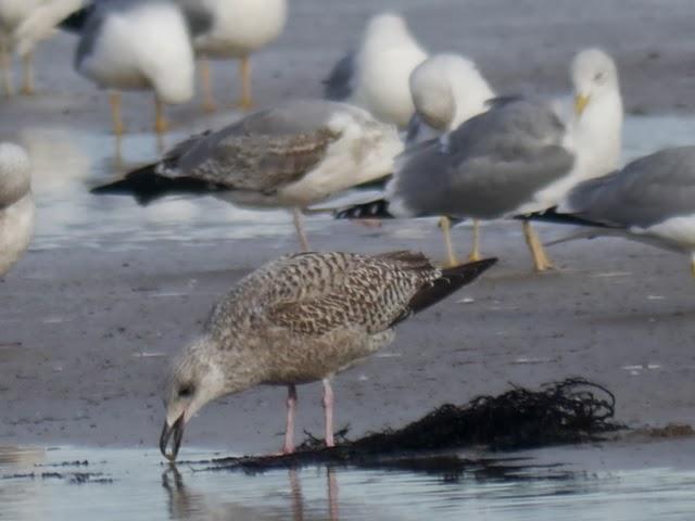 Entrada de gaviotas argénteas: juveniles e inmaduras