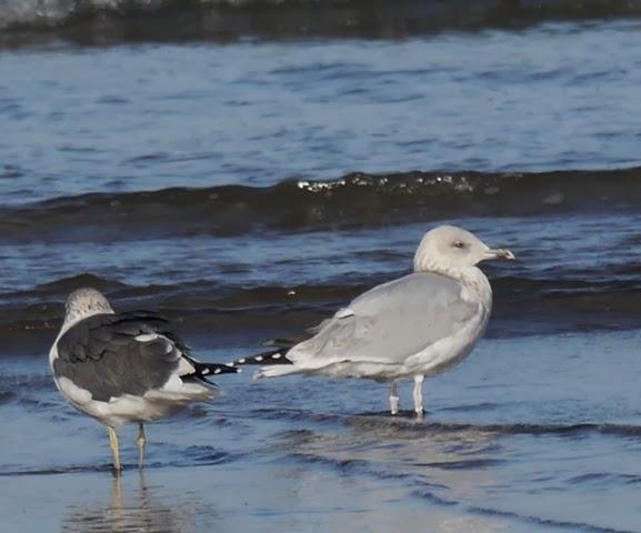 Entrada de gaviotas argénteas: juveniles e inmaduras