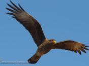Chimango (Chimango caracara) Milvago chimango