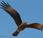 Chimango (Chimango caracara) Milvago chimango