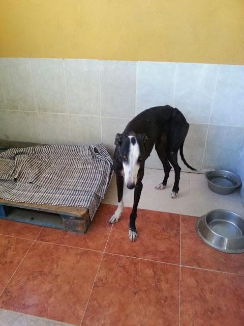 Jazmín, galga en grave riesgo de robo. (Jaén)