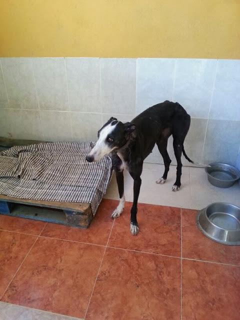 Jazmín, galga en grave riesgo de robo. (Jaén)