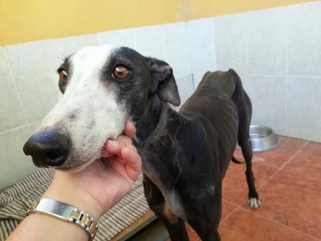 Jazmín, galga en grave riesgo de robo. (Jaén)