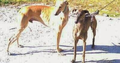 Galgos, los cede el cazador. (Badajoz)