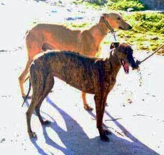 Galgos, los cede el cazador. (Badajoz)