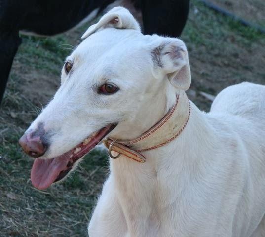 CORSO, precioso galgo en adopción.