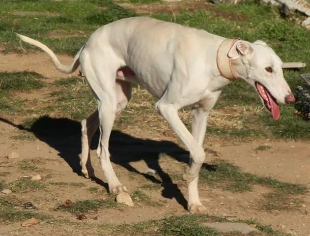 CORSO, precioso galgo en adopción.