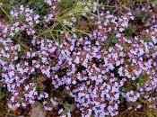 Infusión tomillo, miel limón