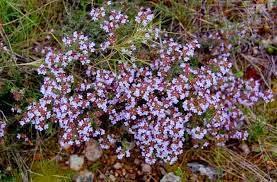 Infusión de tomillo, miel y limón