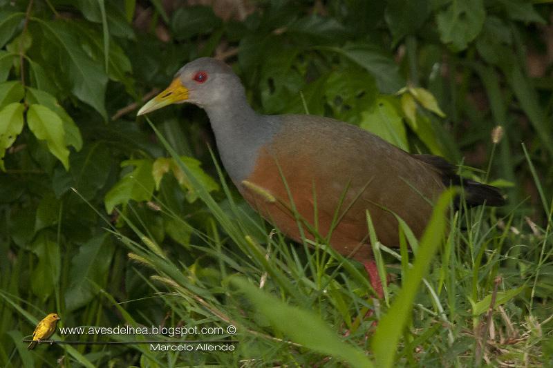 Chiricote (Gray-necked Wood-Rail) Aramides cajanea