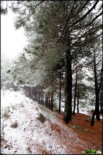 Llegó la nieve