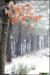 Llegó la nieve