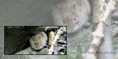 Selva Negra, Alemania