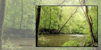 Selva Negra, Alemania