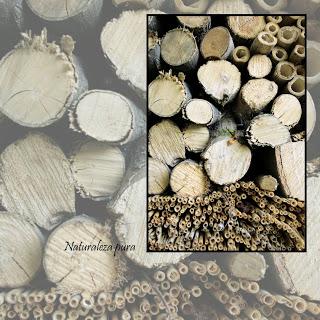 Selva Negra, Alemania