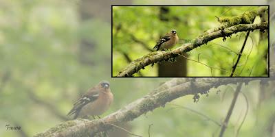 Selva Negra, Alemania
