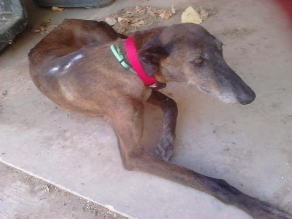 URGENTE!! DAYRA, galga recogida abandonada, necesita ADOPCIÓN, (ZARAGOZA)