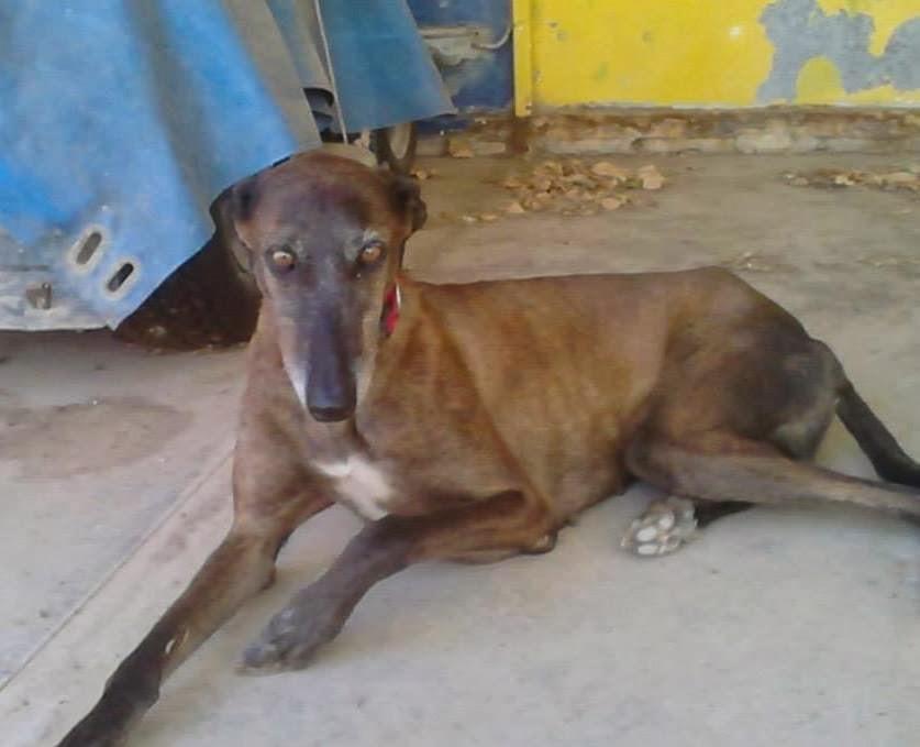 URGENTE!! DAYRA, galga recogida abandonada, necesita ADOPCIÓN, (ZARAGOZA)