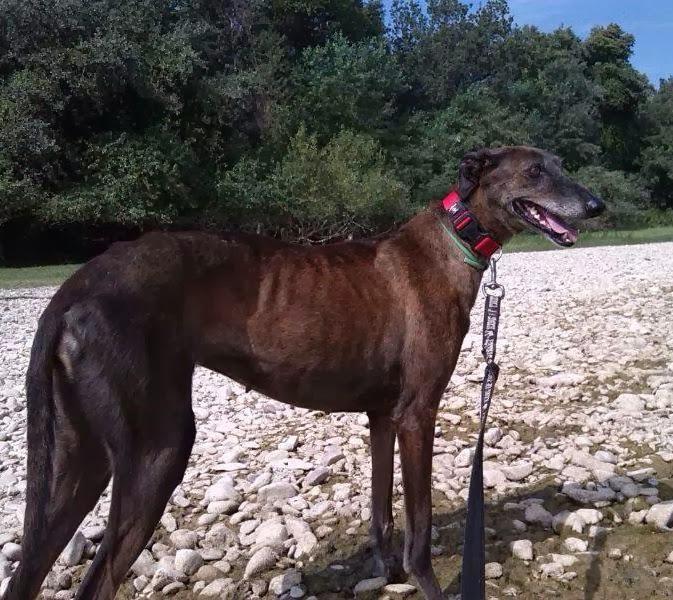 URGENTE!! DAYRA, galga recogida abandonada, necesita ADOPCIÓN, (ZARAGOZA)