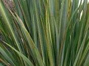 Phormium tenax