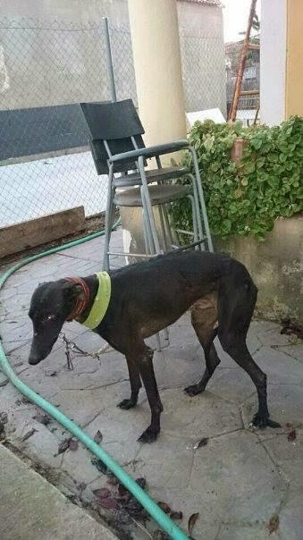 GALGO DE 3 AÑOS Y MEDIO, OTRO DESECHO DE CAZADORES. (CÓRDOBA)