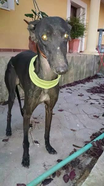 GALGO DE 3 AÑOS Y MEDIO, OTRO DESECHO DE CAZADORES. (CÓRDOBA)
