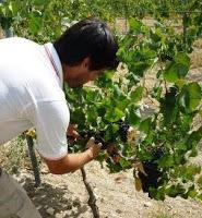 SANTIAGO JORDI, vinos que acarician.