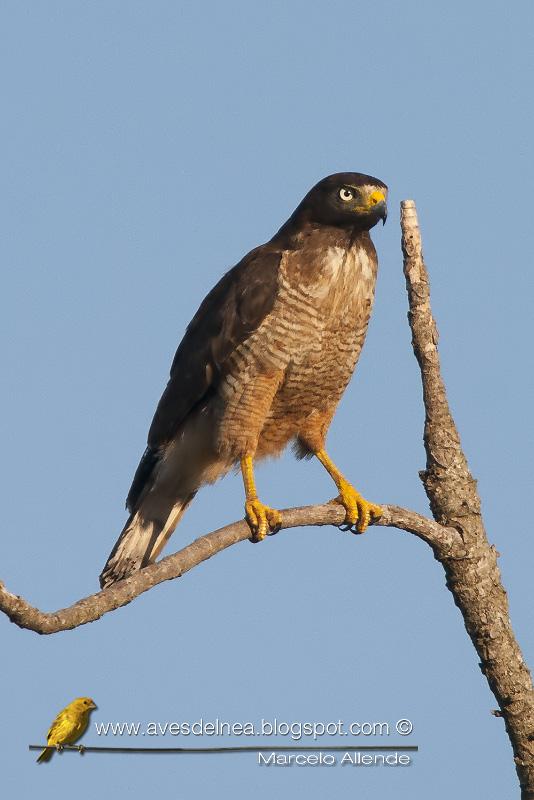 Taguató común (Roadside Hawk) Buteo magnirostris