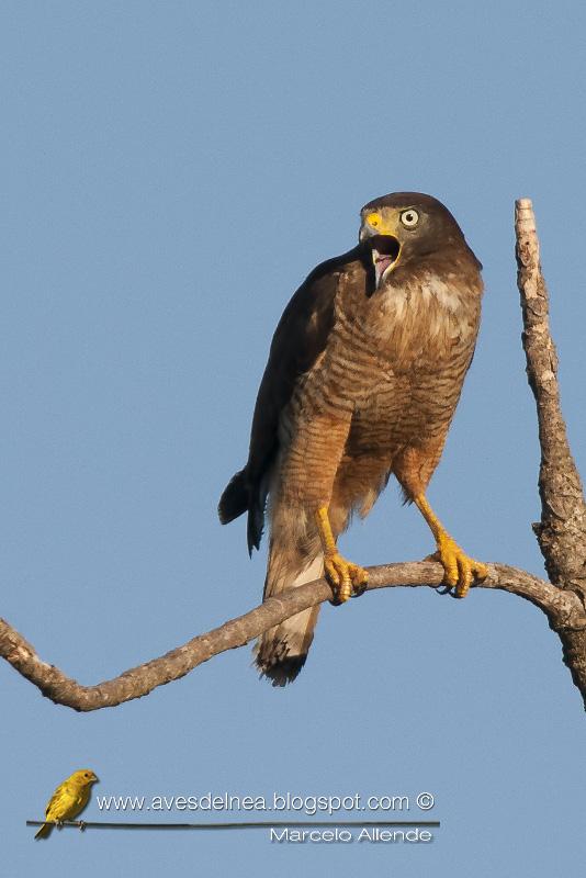 Taguató común (Roadside Hawk) Buteo magnirostris