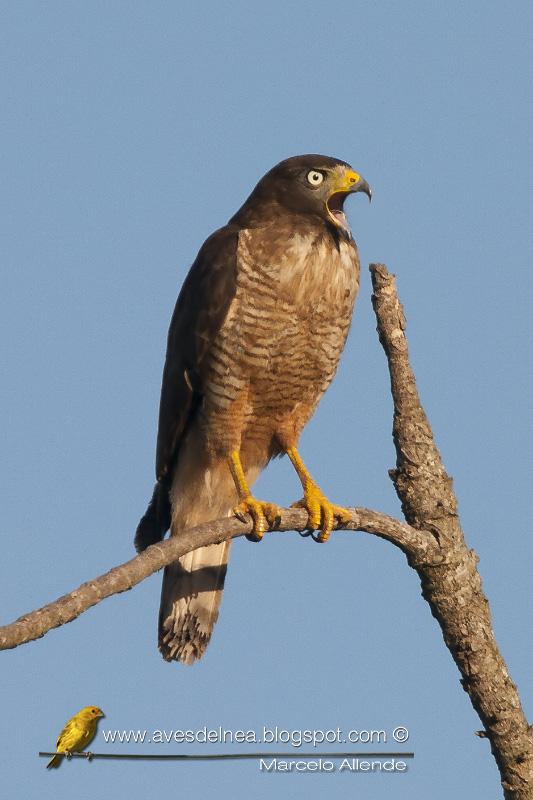 Taguató común (Roadside Hawk) Buteo magnirostris