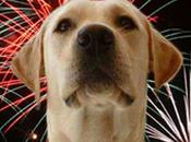 fuegos artificiales navideños nuestras mascotas