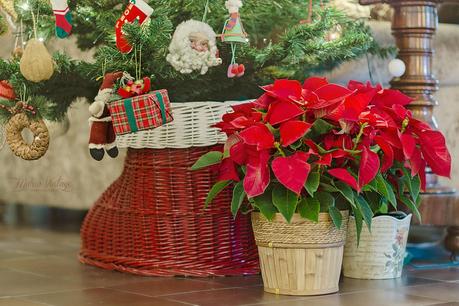 La flor que nos acompaña en las fiestas navideñas navidad-2013