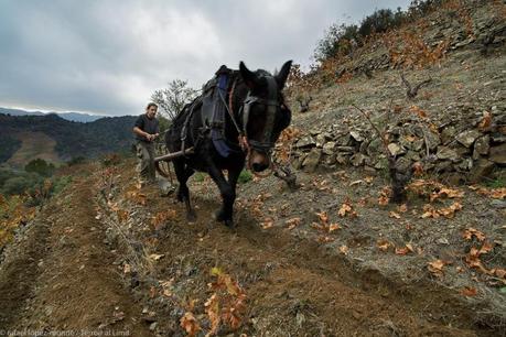 Les Tosses 2011 Les Tosses