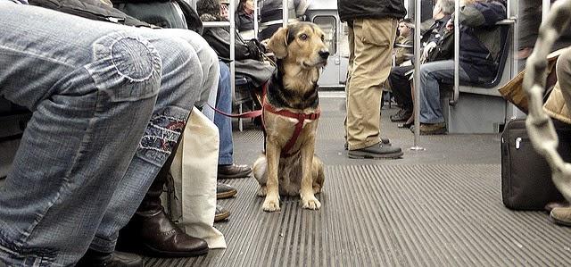 Los perros de Barcelona viajarán en metro