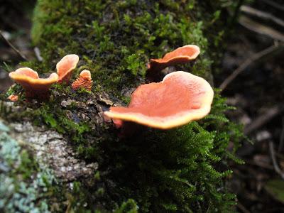 El Parque Provincial Cruce Caballero, 430 hectáreas de monte nativo para preservar este ambiente natural.