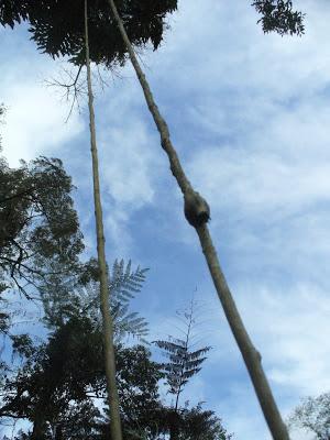 El Parque Provincial Cruce Caballero, 430 hectáreas de monte nativo para preservar este ambiente natural.