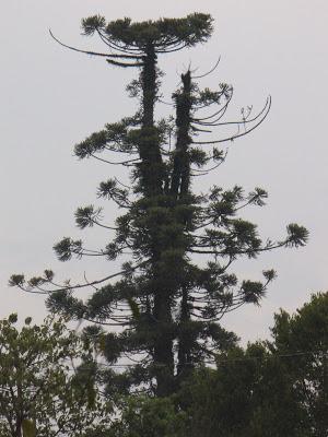 El Parque Provincial Cruce Caballero, 430 hectáreas de monte nativo para preservar este ambiente natural.