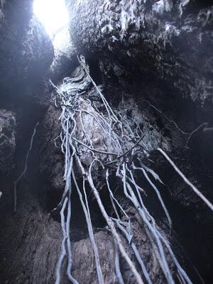 El Parque Provincial Cruce Caballero, 430 hectáreas de monte nativo para preservar este ambiente natural.