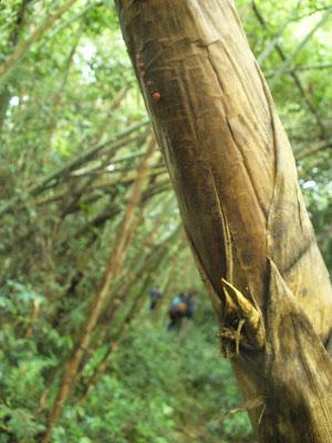 El Parque Provincial Cruce Caballero, 430 hectáreas de monte nativo para preservar este ambiente natural.