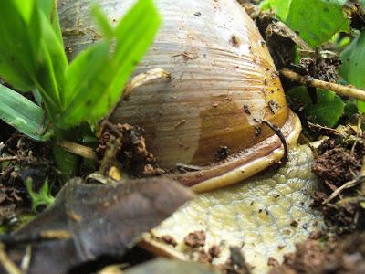 El Parque Provincial Cruce Caballero, 430 hectáreas de monte nativo para preservar este ambiente natural.