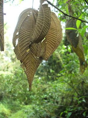 El Parque Provincial Cruce Caballero, 430 hectáreas de monte nativo para preservar este ambiente natural.