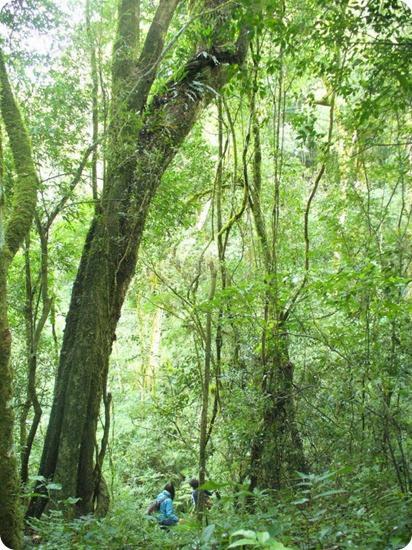 El Parque Provincial Cruce Caballero, 430 hectáreas de monte nativo para preservar este ambiente natural.