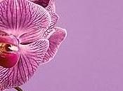 Pantone 2014 radiant orchid