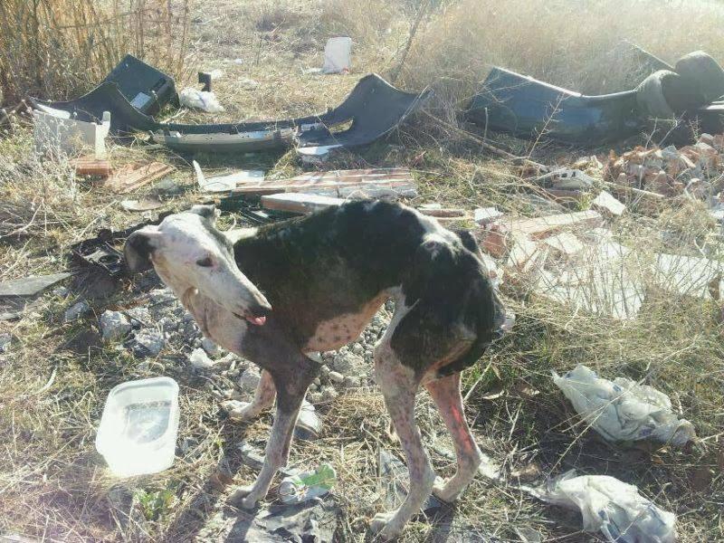 URGENTE!! GALGA MUY ENFERMA Y ABANDONADA, SU ESTADO ES DESGARRADOR. (MADRID)