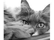 Fiebre gatos