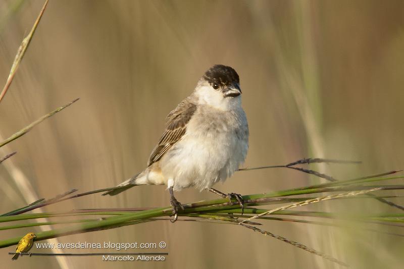 Capuchino boina negra (Capped Seedeater) Sporophila pileata