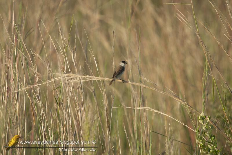 Capuchino boina negra (Capped Seedeater) Sporophila pileata