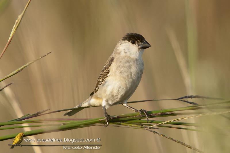 Capuchino boina negra (Capped Seedeater) Sporophila pileata